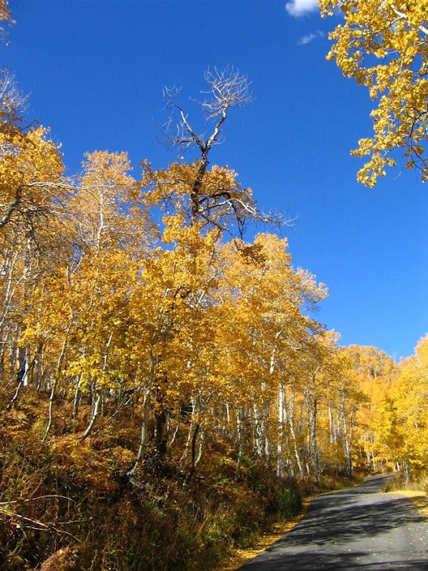 Pando, the Single Largest Living Organism on Earth | Amusing Planet